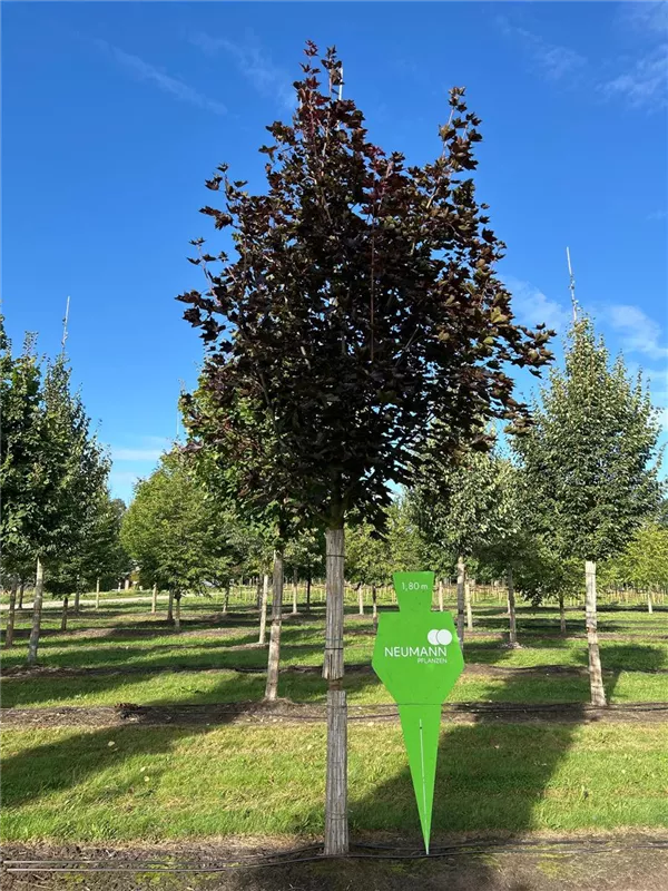 Acer platanoides 'Royal Red'