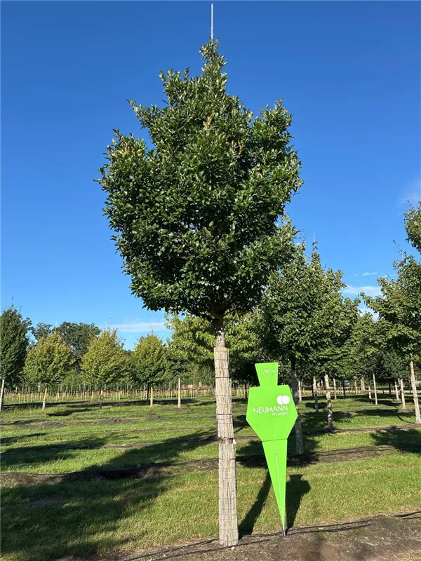 Crataegus lavallei 'Carrierei'