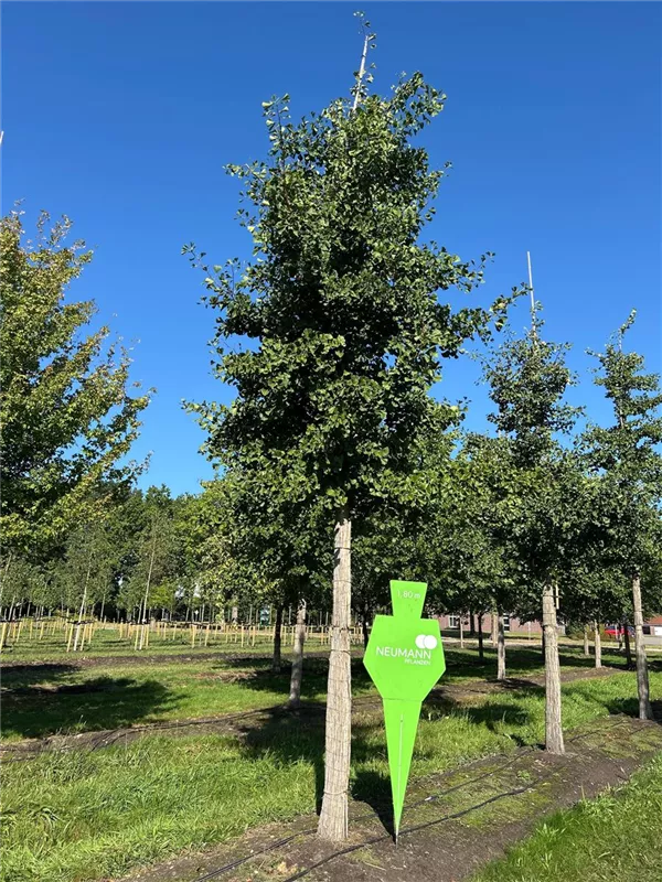 Ginkgo biloba