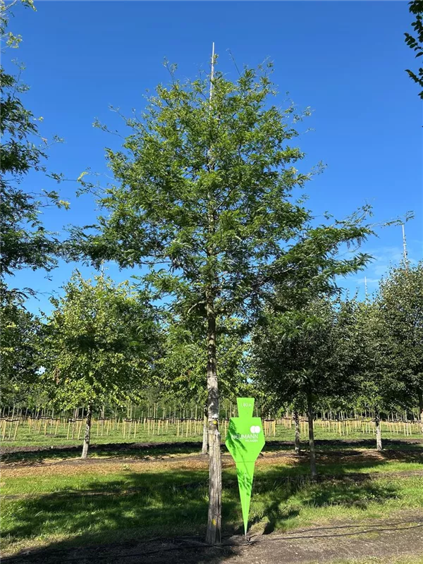 Gleditsia triacanthos 'Sunburst'