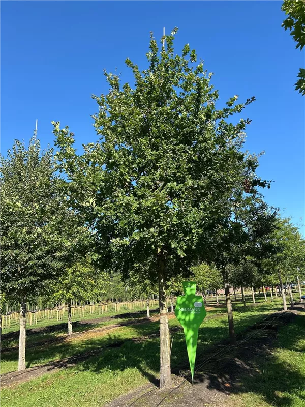 Quercus robur