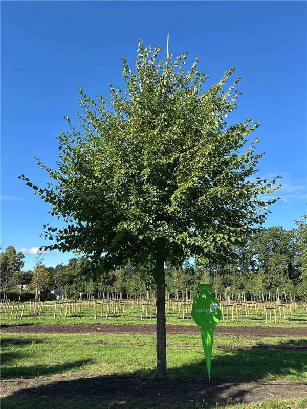 Tilia cordata
