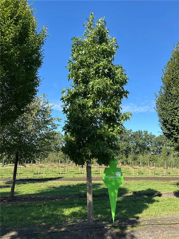 Liquidambar styracifl.'Slender Silhouette'