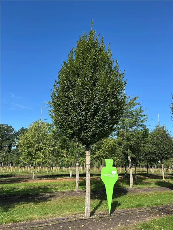 Carpinus betulus 'Lucas'
