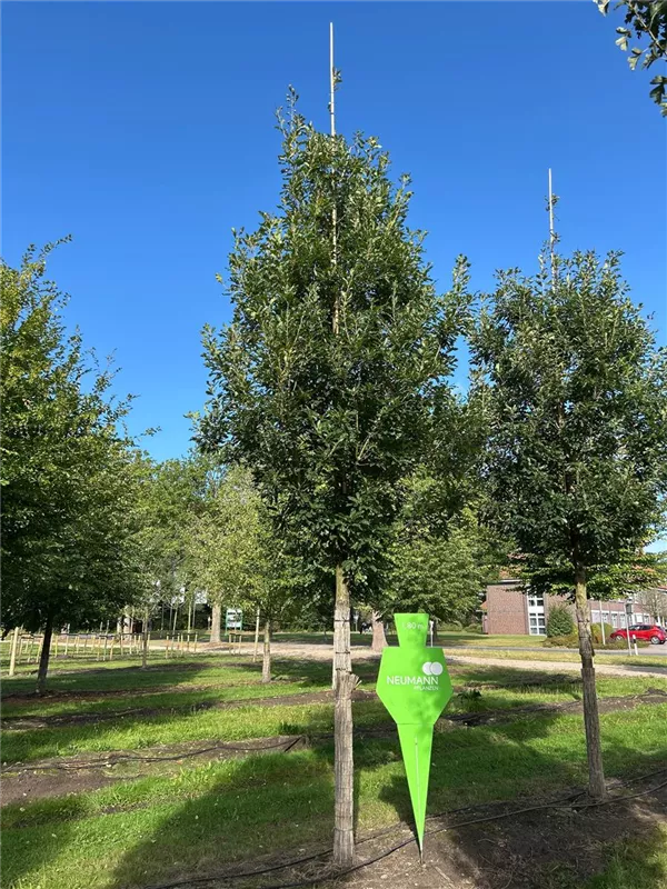 Quercus petraea 'Fastigiata'