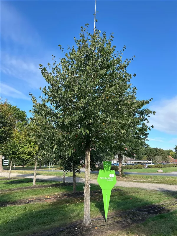 Tilia cordata