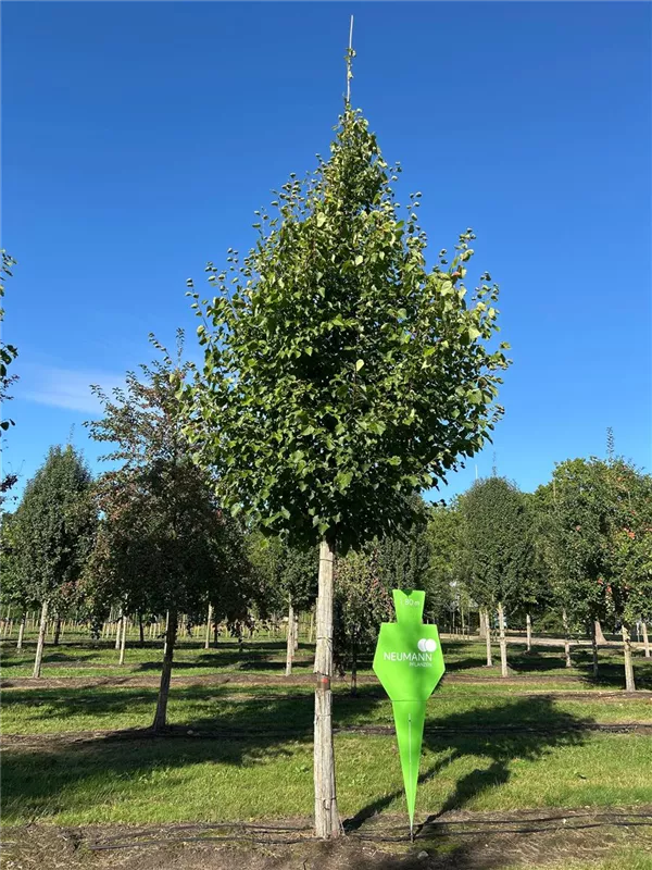 Tilia europaea 'Pallida'