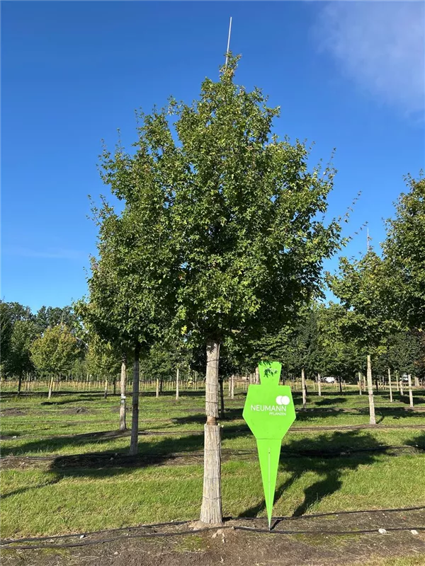 Acer campestre 'Elsrijk'