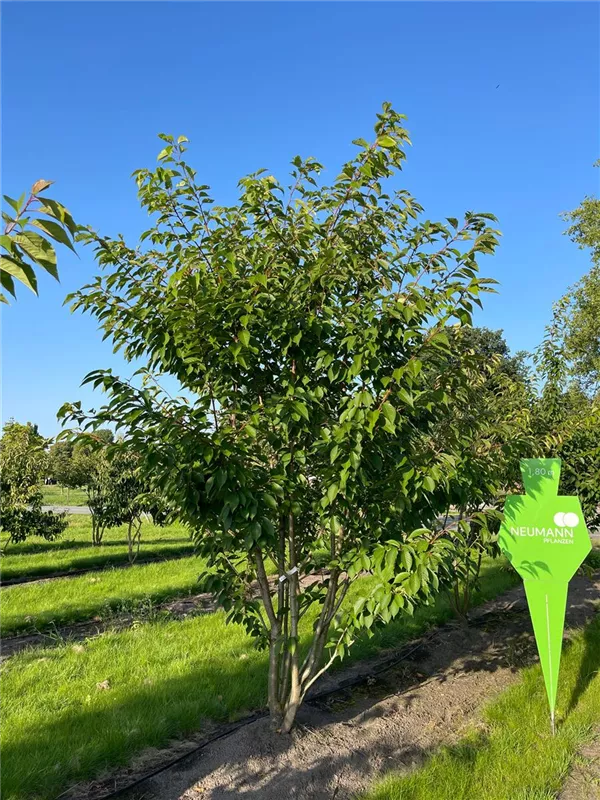 Prunus serrulata 'Kanzan'