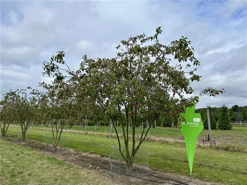 Malus 'Evereste' -R-