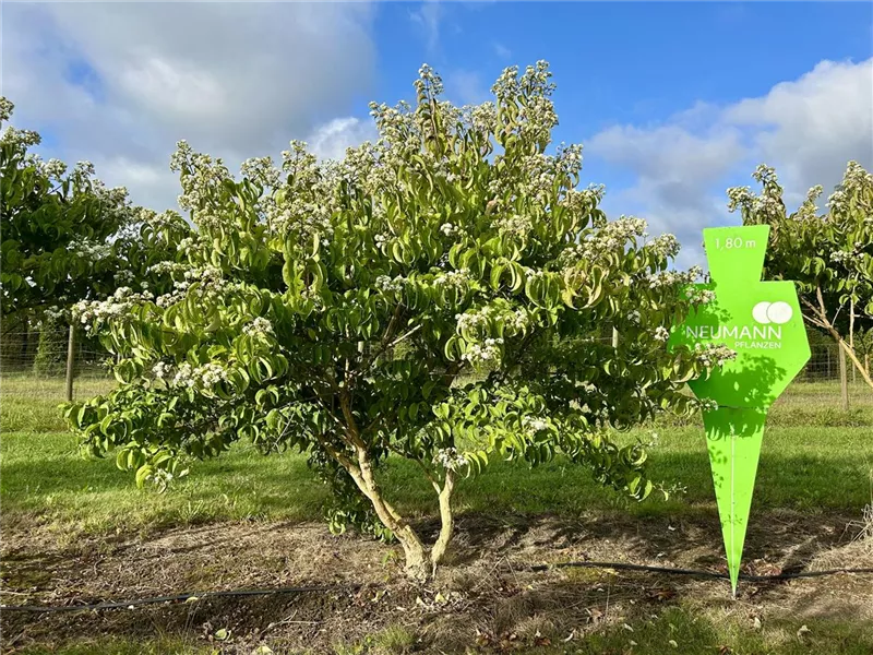 Heptacodium miconioides