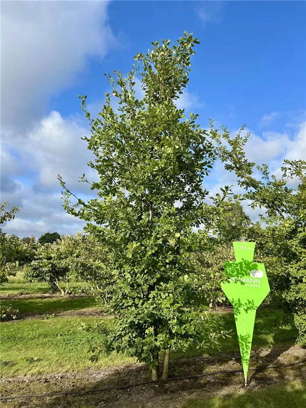 Quercus robur