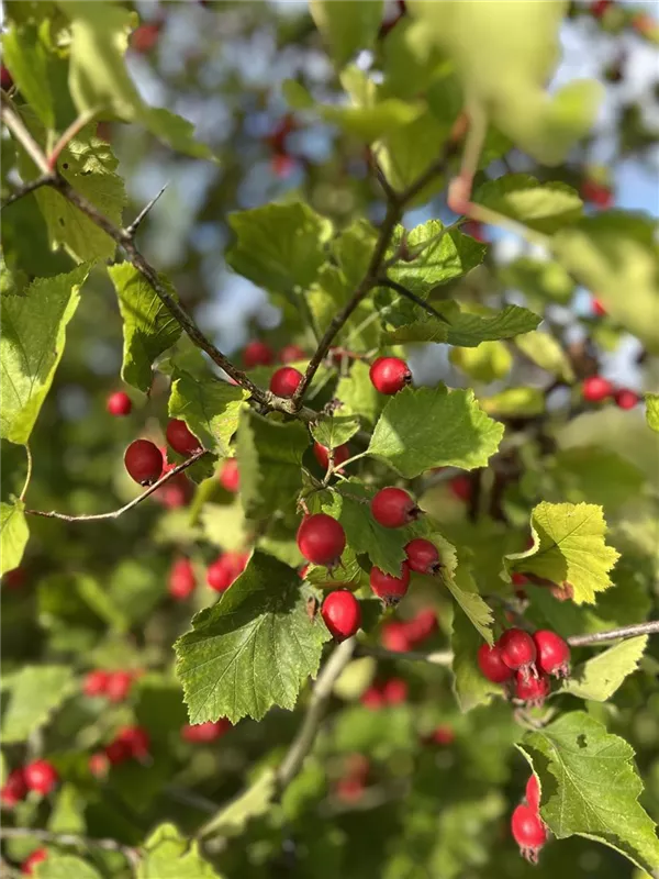 Crataegus coccinea
