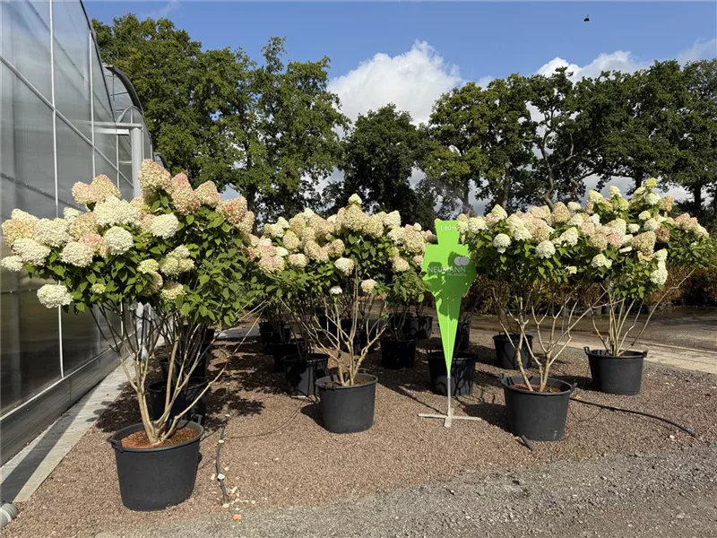 Hydrangea panic. 'Grandiflora'