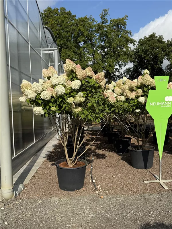 Hydrangea panic. 'Grandiflora'