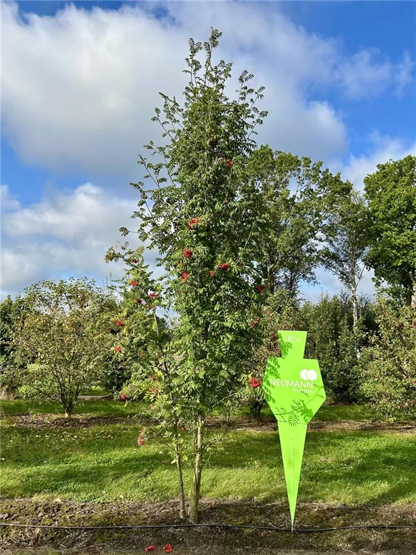 Sorbus aucuparia