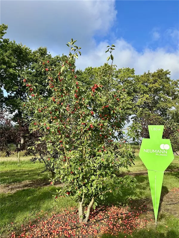 Malus 'John Downie'