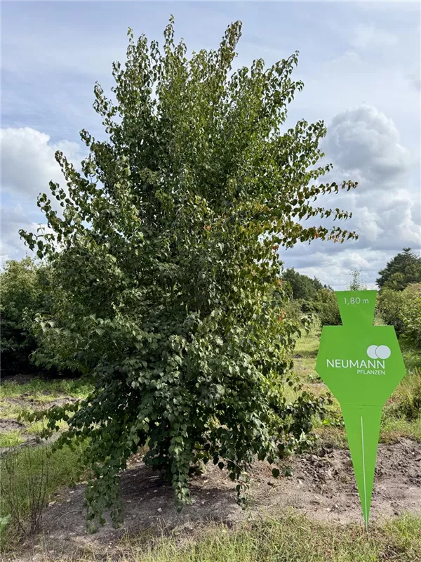 Acer pensylvanicum