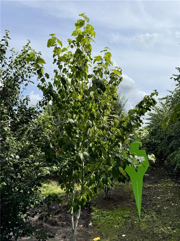 Acer pensylvanicum
