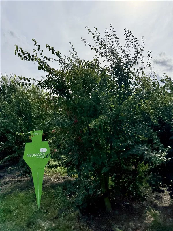 Acer pensylvanicum
