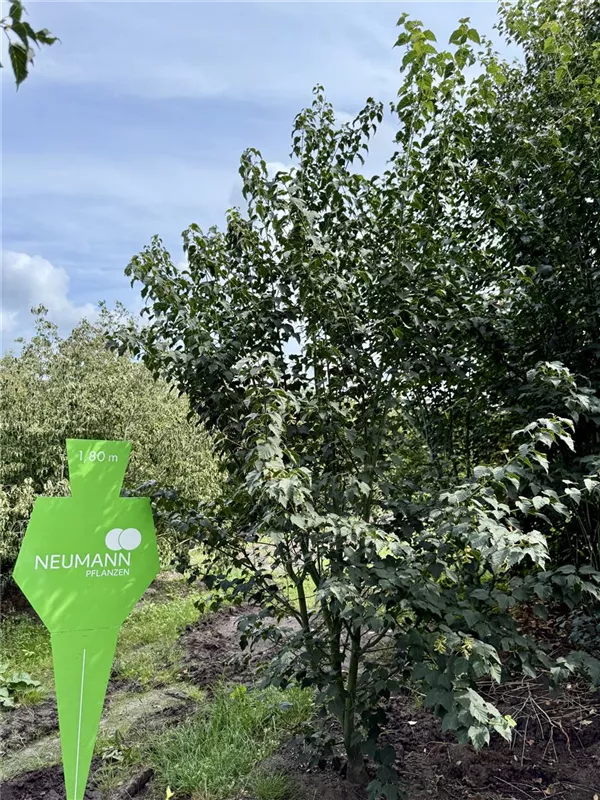 Acer pensylvanicum