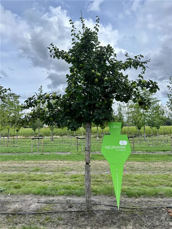 Cydonia 'Birnenquitte' i.S. CAC