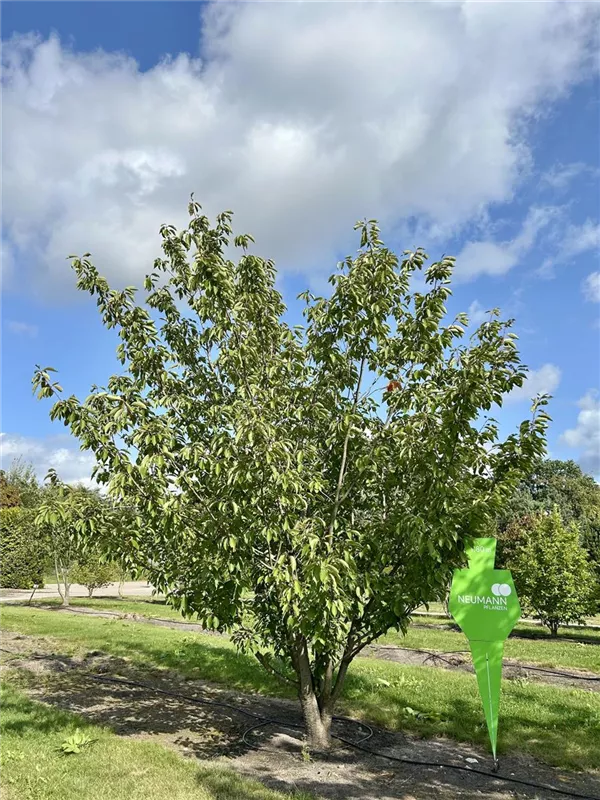 Prunus serrulata 'Taihaku'