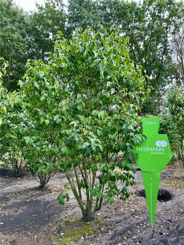 Syringa vulg.'Mme Lemoine'