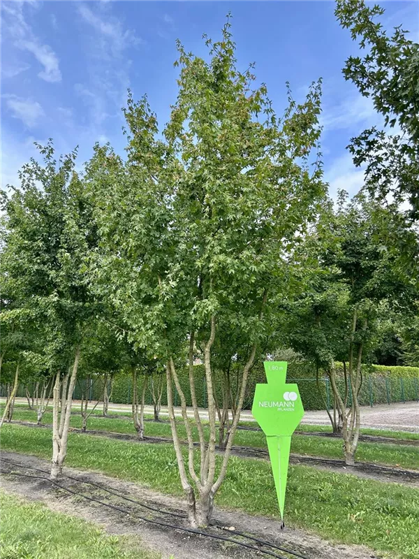 Acer campestre