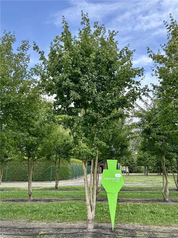 Acer campestre