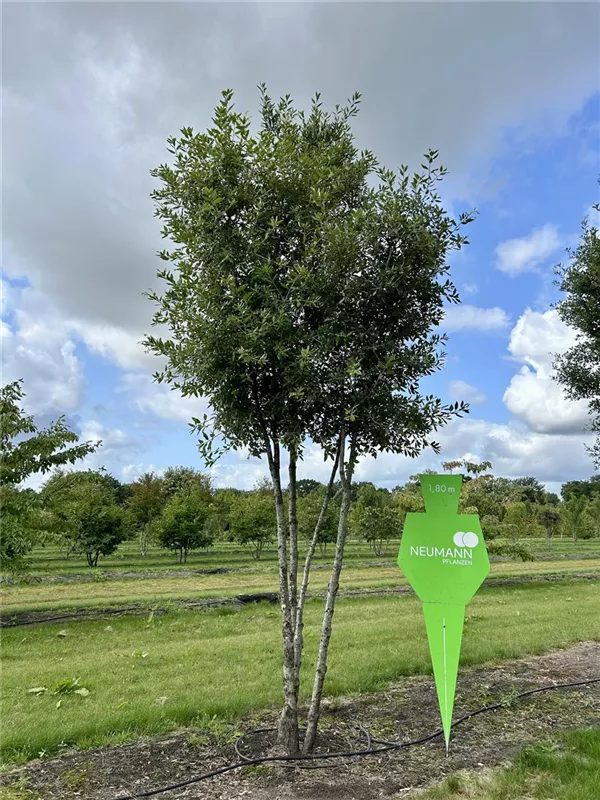 Quercus ilex