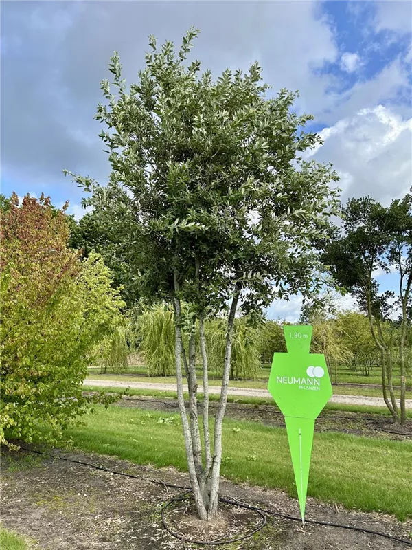Quercus ilex