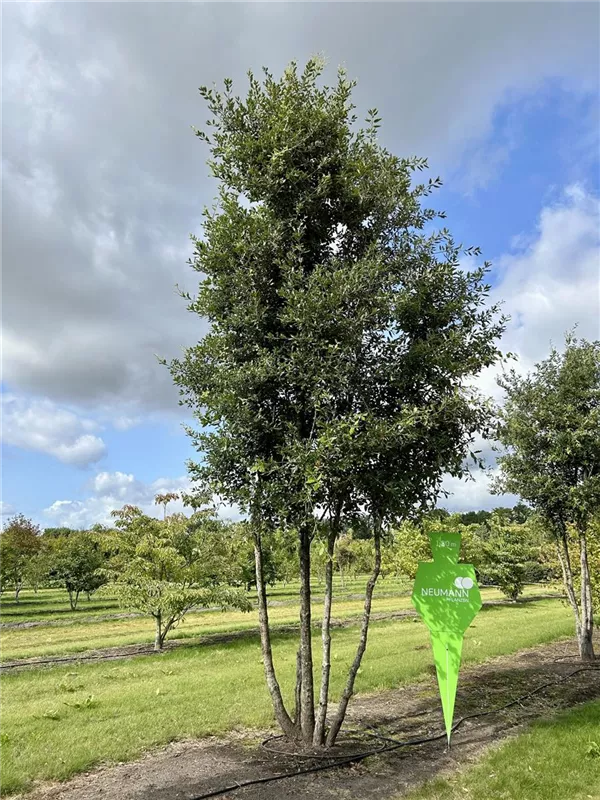 Quercus ilex