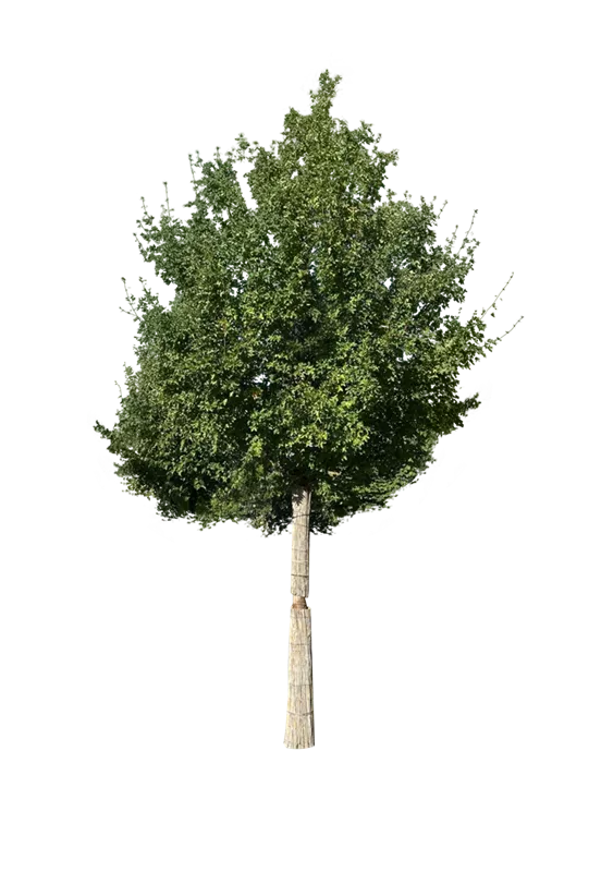 Acer campestre 'Elsrijk'