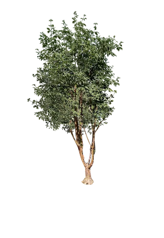 Acer griseum
