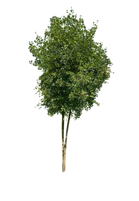 Acer monspessulanum