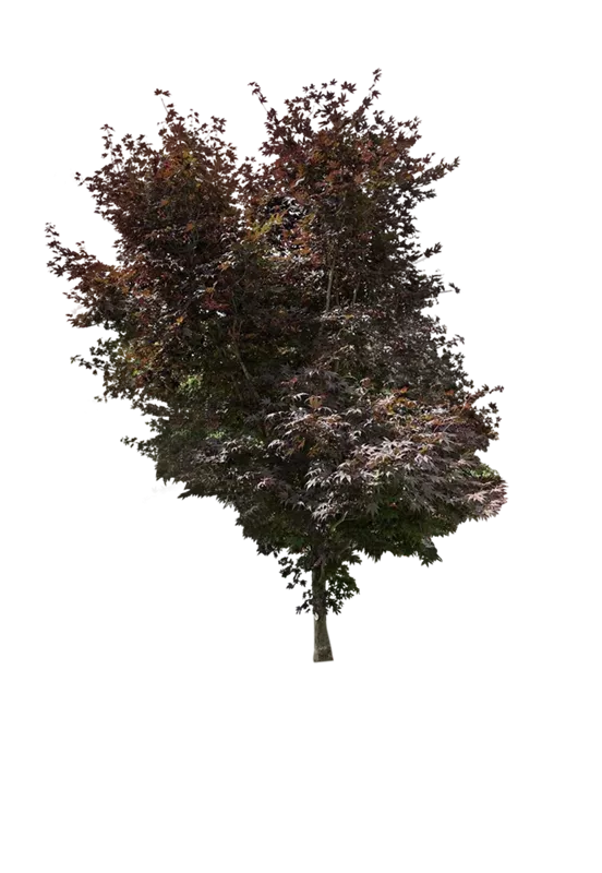 Acer palmatum 'Bloodgood'