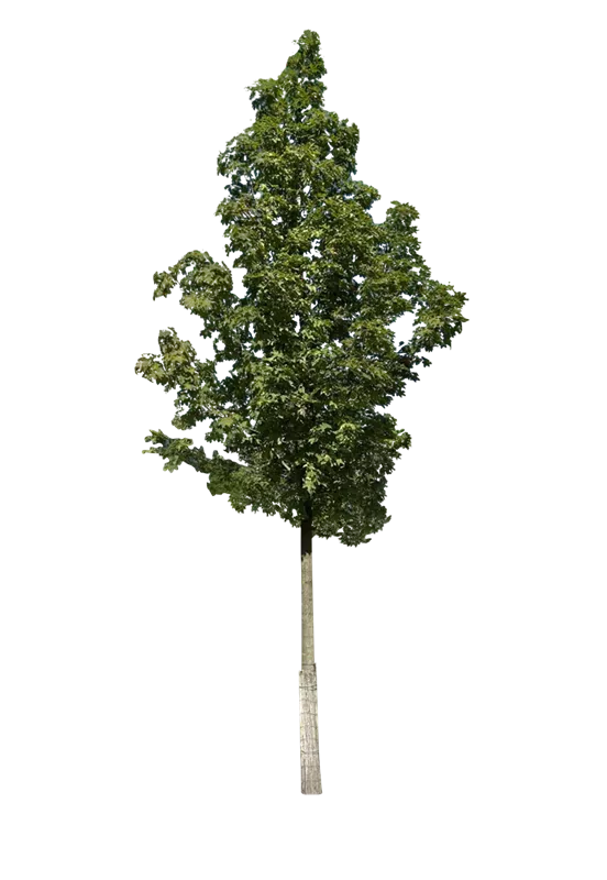 Acer platanoides 'Emerald Queen'