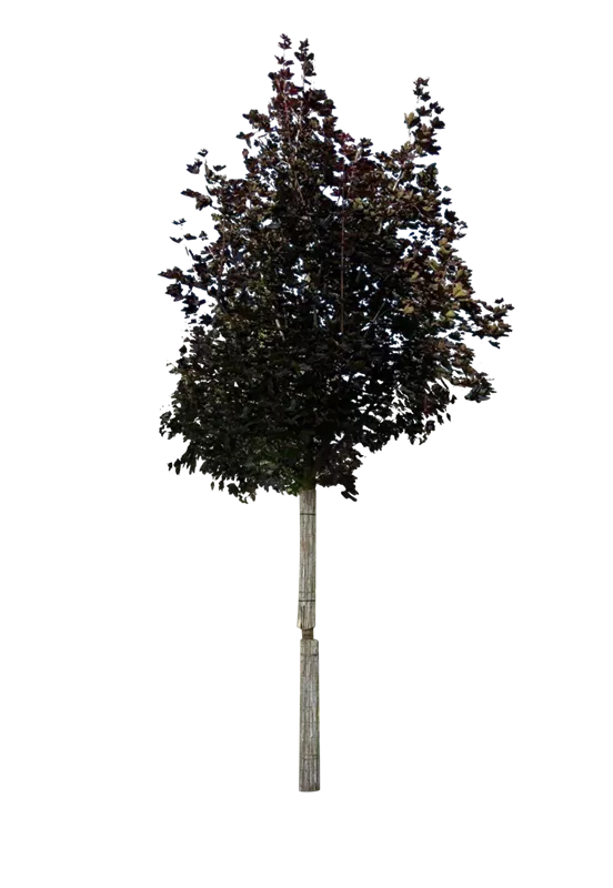 Acer platanoides 'Royal Red'