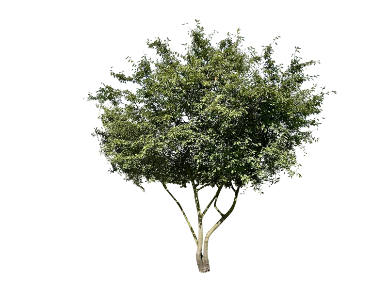 Amelanchier lamarckii