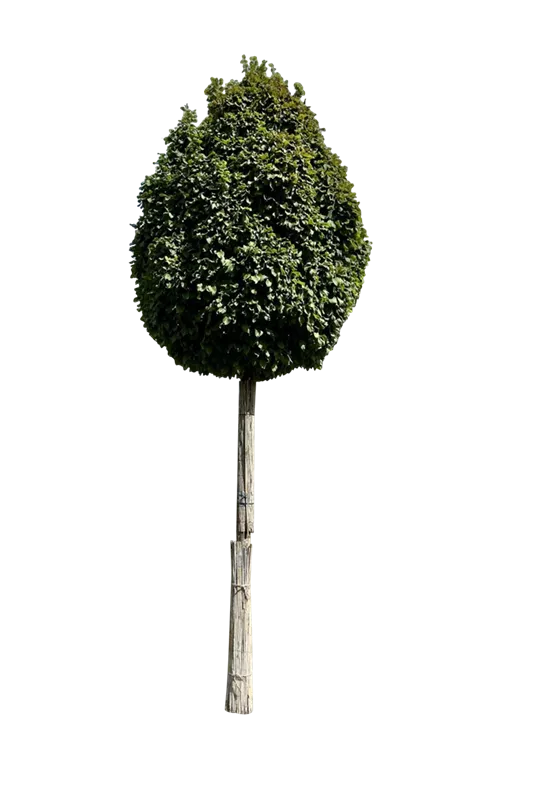 Carpinus betulus 'Fastigiata Monument'