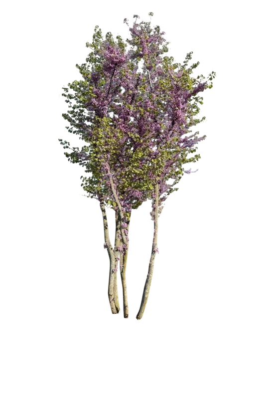 Cercis siliquastrum