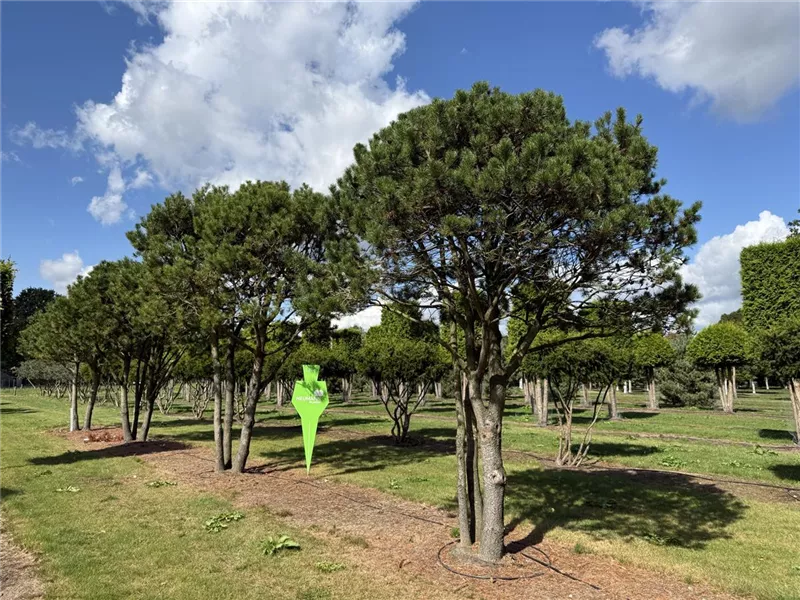 Pinus contorta