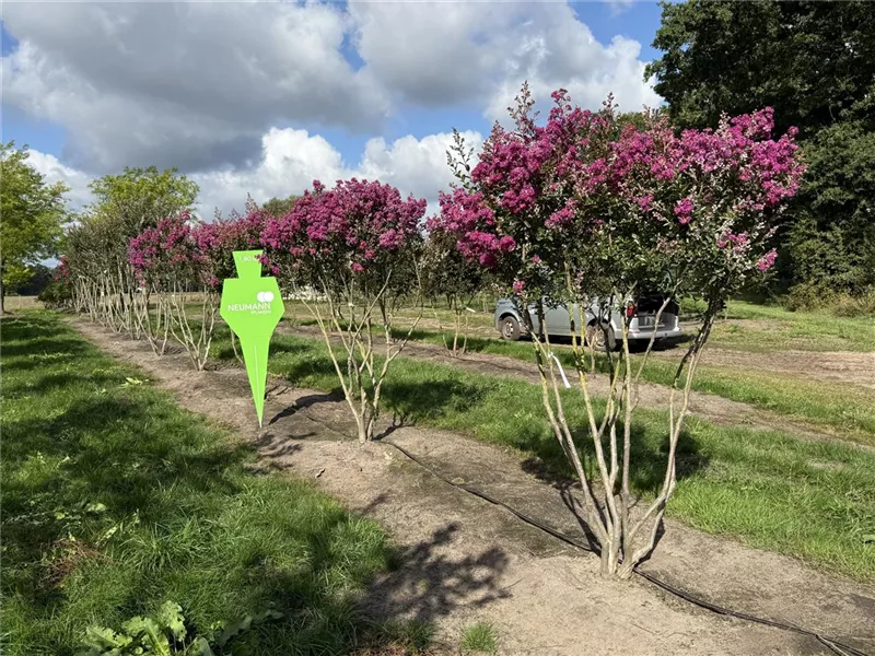 Lagerstroemia indica 'Violet d´Ete'