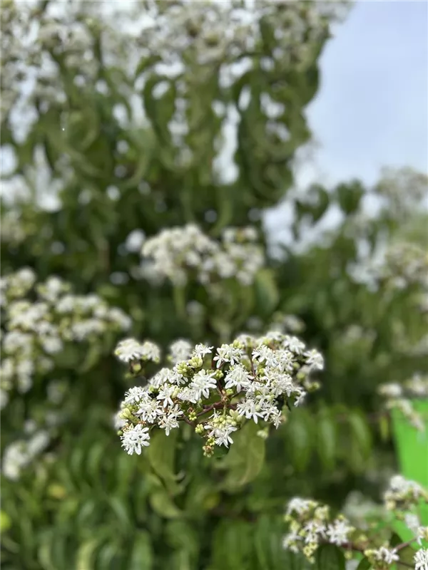 Heptacodium miconioides