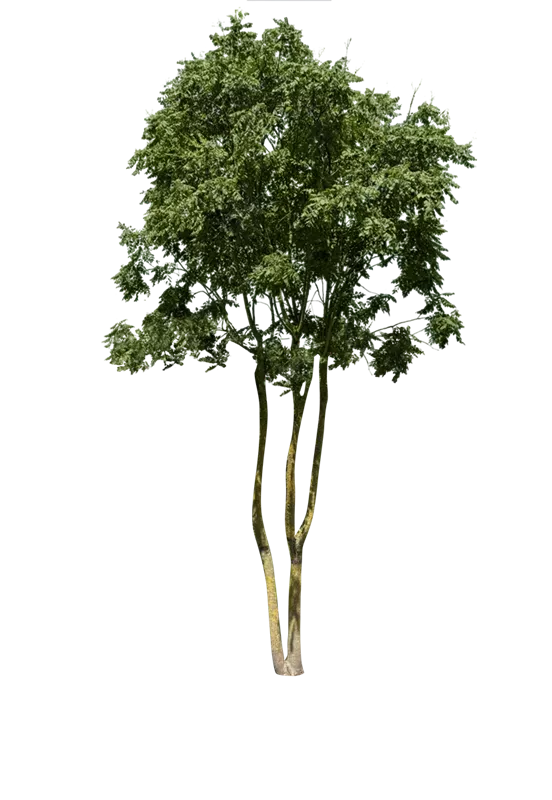 Koelreuteria paniculata