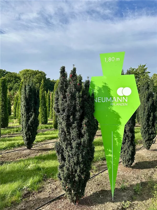 Taxus baccata 'Fastigiata Robusta'