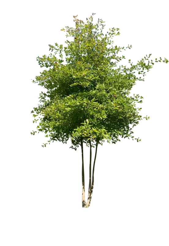 Nyssa sylvatica