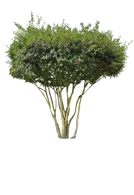 Osmanthus burkwoodii