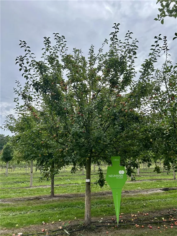 Malus 'Goldparmäne' CAC